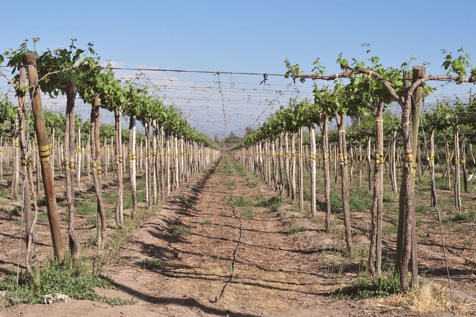 Vineyard rows in the Colchagua Valley, Chile