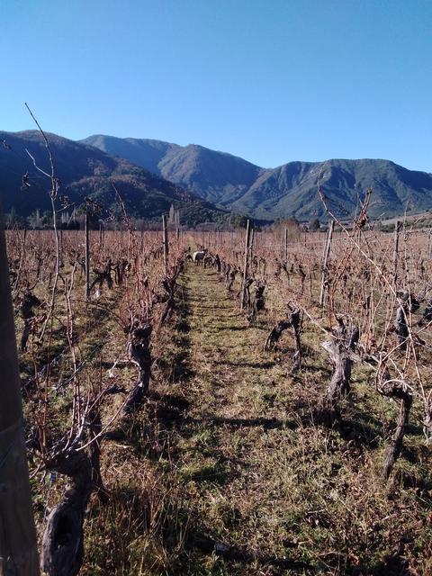 Wine valley tours, photo 1 of 16